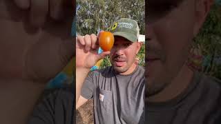 Vine Ripened Tomatoes Are A Myth