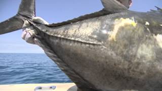 【釣り百景】#014 神秘の大陸オーストラリア　巨大魚釣り紀行