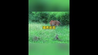 老虎突襲強大對手 #野生動物零距離 #解說版動物世界