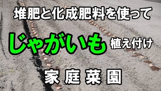 じゃがいも栽培2023　堆肥と化成肥料を使ってじゃがいもの植え付け・定植！