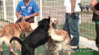 Dear You　プライムランドもろやま  Dogs swim and play at dog park Slow motion_2