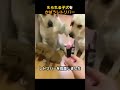 叱られる子犬をかばうレトリバー