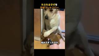 叱られる子犬をかばうレトリバー