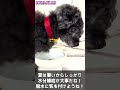 老犬トイプードルが水を飲むだけなのに癒しの映像になる www healing video shorts