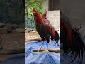 🐔ஆடி மாசத்தில கல்யாணம் தான் நடக்காது.கருமாதி நடக்கும் டி🐓🤣😂 shorts zarakutty lifestyle