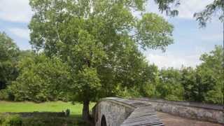 Burnside Bridge Witness Tree