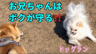 17才の兄犬が心配になると駆けつける頼もしい2才犬♡