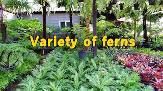 เฟิร์นหลากหลายชนิด เพิ่มเสน่ห์ให้กับสวน A variety of ferns add charm to the garden/Golf Garden tips