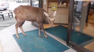 自動ドアの開け方を覚えた鹿