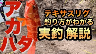 【ロックフィッシュ】アカハタの釣り方実釣解説、確実に釣れるこの釣り方が凄い！