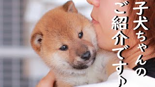 ［柴犬専門店　柴屋］柴犬 子犬ちゃんのご紹介です♪山口県山口市大内