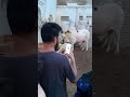 beautiful bull 👌 👏 😍 ❤️ ♥️ kia bat ha 😏 😀 😄 ytshorts youtubeshorts viralvideo viral cow love