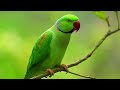 birdsong bliss find inner peace with relaxing forest birds and gentle tunes