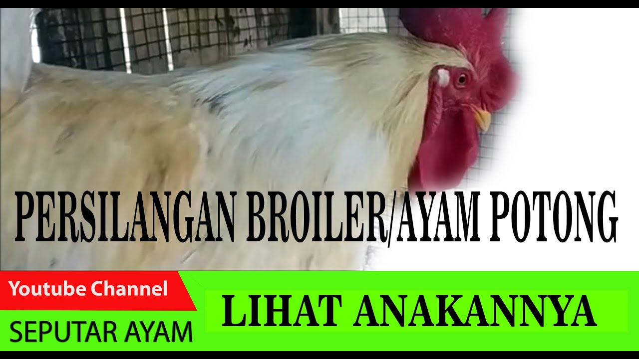 HASIL PERSILANGAN AYAM BROILER DAN AYAM KAMPUNG | Seputar Ayam - YouTube