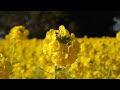 １月に満開の菜の花畑（渥美半島 加治の菜の花畑） smartphone shooting canola flower fields in full bloom in january.