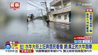 扯 ! 水牛大街上狂奔居民看傻 網:真正的大牛跑車│中視新聞 20220515