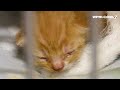 video now rispca removes 21 cats kittens from tiverton home