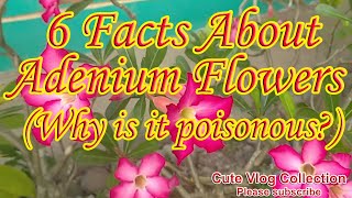 6 FACTS ABOUT ADENIUM FLOWERS (WHY IS IT POISONOUS?)