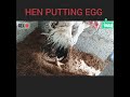 country hen laying egg