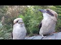 kookaburra family visit paul