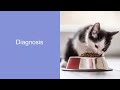 diabetes mellitus in dogs and cats