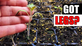 No More Leggy Seedlings - Garden Quickie Episode 230