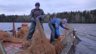 Northern Traps  - Särkikalojen pyynti ruokakalaksi