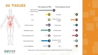 Learn CCR5 in 3 minutes | C-C chemokine receptor type 5, CD195