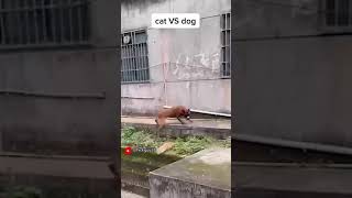 Warning Graphic Content Cat Vs Dog Shorts