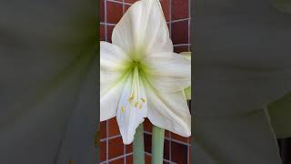 🇳🇱開花 マジック アマリリス レモンスター 全球凍結から1年5か月目 2024/05/04は みどりの日　Amaryllis　Magic Amaryllis　Hippeastrum hybridum