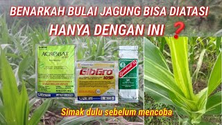 MENGATASI BULAI PADA TANAMAN JAGUNG ⁉️APAKAH BISA DENGAN 3 JENIS INI