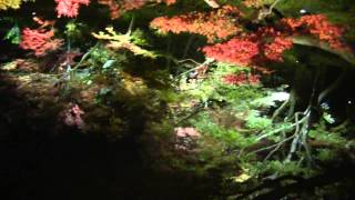 2012 京都高台寺　紅葉ﾗｲﾄｱｯﾌﾟ