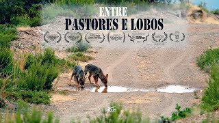 Documental ENTRE PASTORES y LOBOS  (IBIS, 2020)