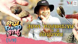 ลัดเลาะริมหาดเกาะนาคาใหญ่หา หอยแครงขน จ.ภูเก็ต | ตามอำเภอจาน | 25 มี.ค.66 (1/3)