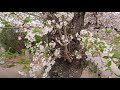 福岡城さくら祭り　鴻臚館広場２桜花舞う　fukuoka castle cherry blossom festival