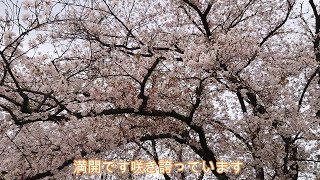 福岡城さくら祭り　鴻臚館広場２桜花舞う　Fukuoka Castle Cherry Blossom  Festival