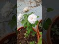 Bengal Rose | Josh Gardening & Vlog |