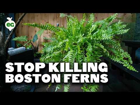 Do ferns do good inside?