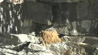 Black swift video