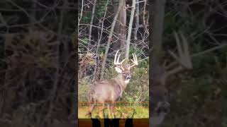 Close Encounter with a Giant Pennsylvania Whitetail Buck - Biggest Buck I've Ever Seen!