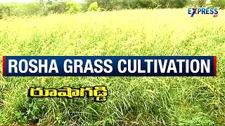 Aromatic Plant Palmarosa Or Rosha Grass Cultivation | Paadi Pantalu | Express TV