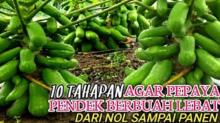 10 TAHAPAN AGAR PEPAYA PENDEK BERBUAH LEBAT || DARI AWAL SAMPAI PANEN