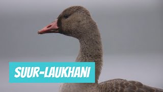 Suur-laukhani (Anser albifrons; Greater White-fronted Goose)