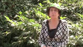 დიყი - სტალინის უკანასკნელი სიურპრიზი რუსეთს თუ მცენარე უცხო პლანეტიდან