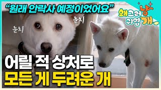 “고양이처럼 행동해요” 온종일 침대 밑에 숨어 경계심 100% 유지하는 찹쌀이가 고양이가 되어버린 사연은? │#왜그러냥귀엽개