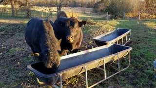 #12 - Introducing our 2 new black angus bulls to the Farm