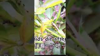 蘇打粉花園害蟲的剋星秒殺花園害蟲