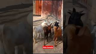 Breeder Teddy Beetal Goats #pets_loveria