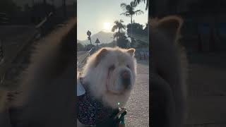 Chow Chow Chill on a Sunday evening | 鬆獅犬日常｜在日落前耍￼帥 - 下一刻見到醫生要打針，立即……｜