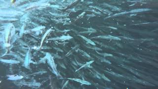 Coalfish Shoal